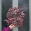 Premier® 50cm Frosted Berry Christmas Wreath 2 Premier® 50cm Frosted Berry Christmas Wreath -Twinkly Twinkly Store df227081 2