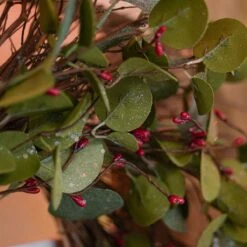 61cm Eucalyptus Christmas Wreath With Red Berries 8 61cm Eucalyptus Christmas Wreath With Red Berries -Twinkly Twinkly Store p047066 3